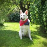 Linda Evans Instagram - This weekend, we celebrate Independence Day as a nation. What a beautiful time for conversations about what freedom means to each of us. Celebrate wisely, believe in hope for tomorrow, and always be kind. 🌷🇺🇸❤️⠀ ⠀ Love, Linda & Alexie 🐾