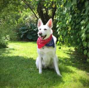 Linda Evans Instagram - This weekend, we celebrate Independence Day as a nation. What a beautiful time for conversations about what freedom means to each of us. Celebrate wisely, believe in hope for tomorrow, and always be kind. 🌷🇺🇸❤️⠀
⠀
Love, Linda & Alexie 🐾