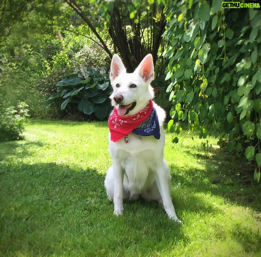 Linda Evans - 792 Likes - This weekend, we celebrate Independence Day as a nation. What a beautiful time for conversations about what freedom means to each of us. Celebrate wisely, believe in hope for tomorrow, and always be kind. 🌷🇺🇸❤️⠀
⠀
Love, Linda & Alexie 🐾