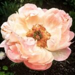 Linda Evans Instagram - This beauty is twice the size of my hand. She grew through dirt and darkness to become an overwhelming vision of loveliness. I’m sharing her with you because I believe what Lady Bird Johnson said… “Where flowers bloom, so does hope.”