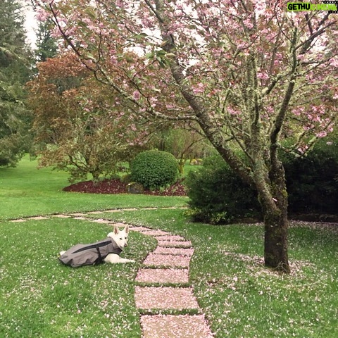 Linda Evans Instagram - On our walks, Alexie and I have been marveling at visions of Spring --- blossoms that sprinkle our path like snow, new buds on every bush and tree, and these luscious green beauties in my veggie garden. 🌸 🌿🥦