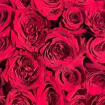Lindsay Lohan Instagram - Happy Saint Valentine’s Day ❤️❤️❤️