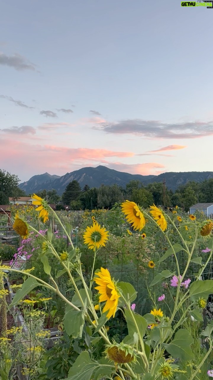 Liz Trinnear Instagram - Boulder, Colorado ☀️🏔👽 #sunset #boulder #extraterrestrial