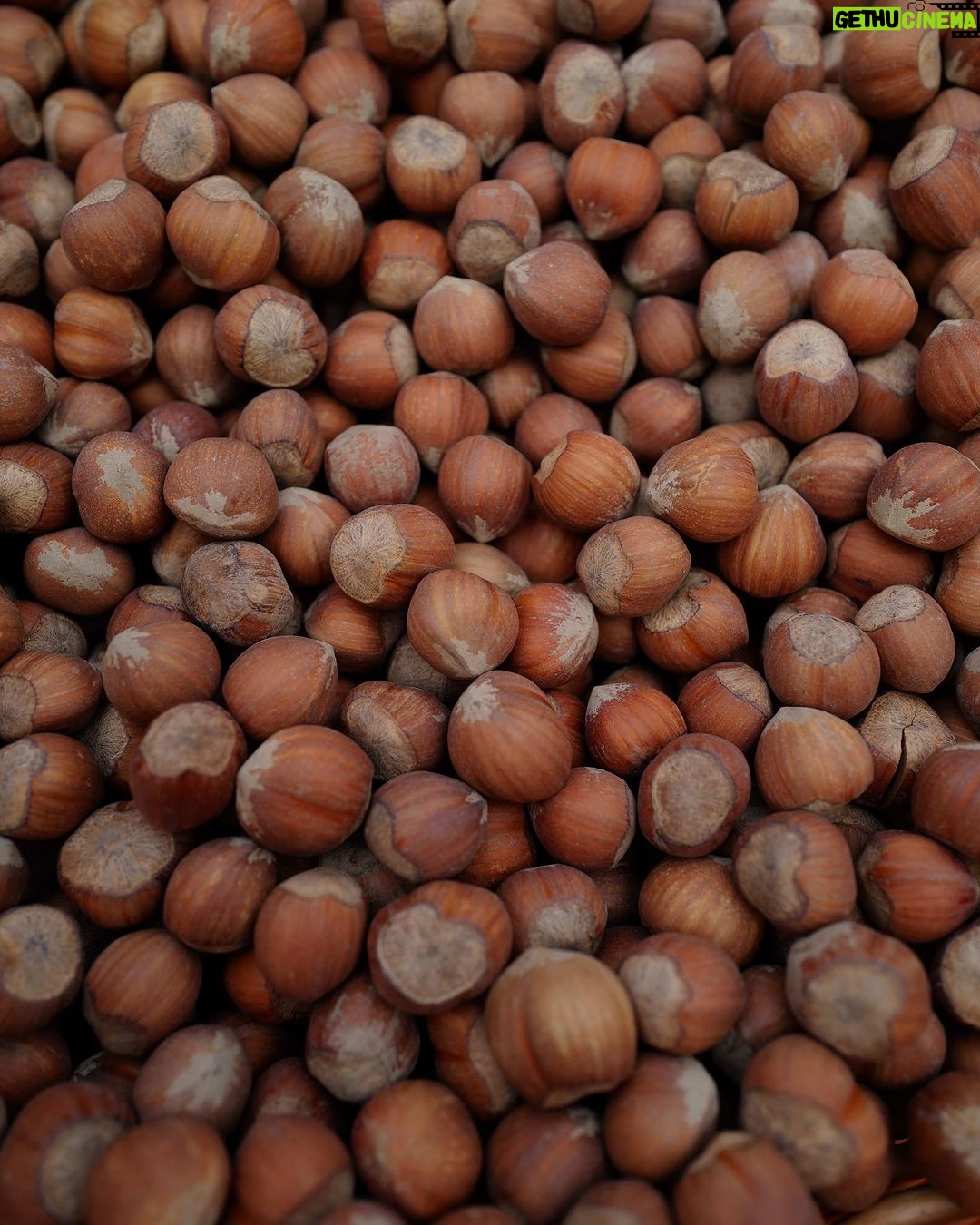 Liza Soberano Instagram - Nocciola del Piemonte 🌰 Everyone who really knows me, knows i’m a sucker for anything Hazelnut. We got to try so many different dishes using this flavorful and aromatic nut. Can’t wait for the launch of @harlanholden.coffee’s Hazelnut latte this November 29th!! 🤍 #HarlanCoffee #BecauseHazelnut Piedmont, Italy