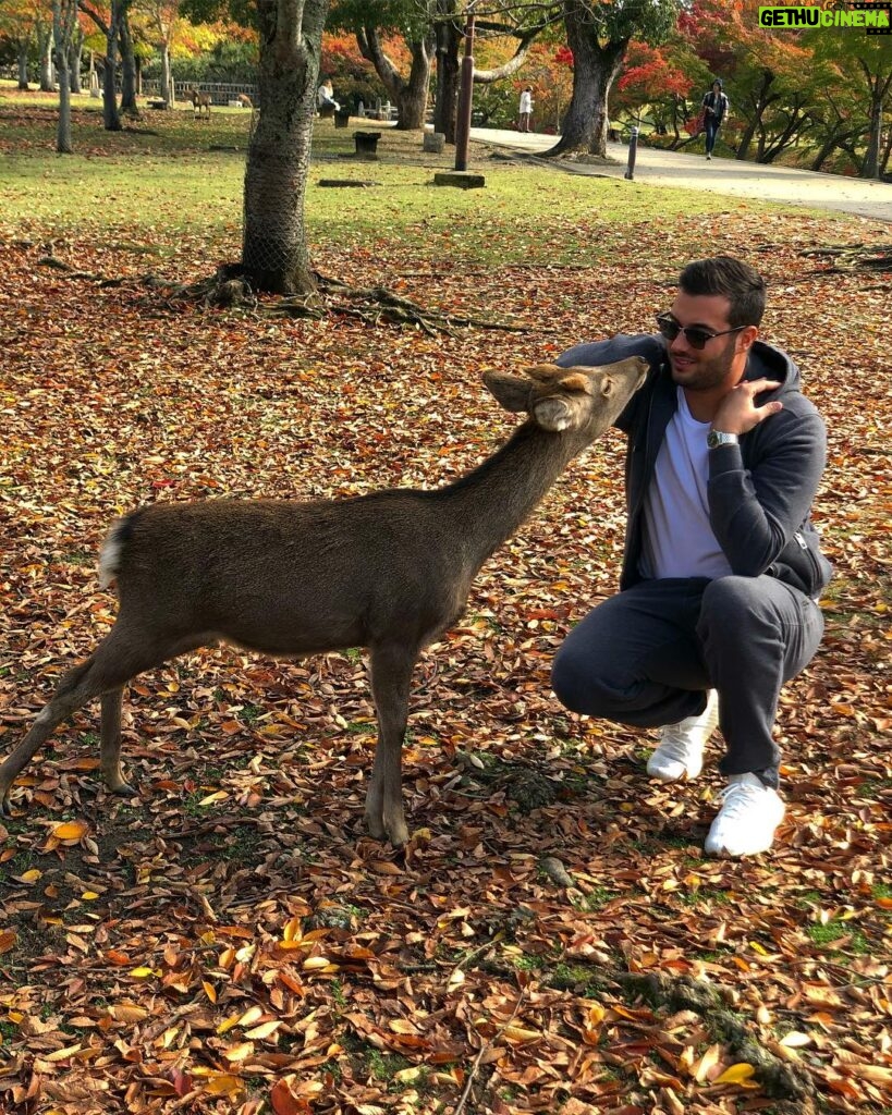 Loïc Fiorelli Instagram - Se balader dans la ville de Nara 🇯🇵🦌 #japan #nara #日本 #幸せ #travel 奈良公園 -Nara Park