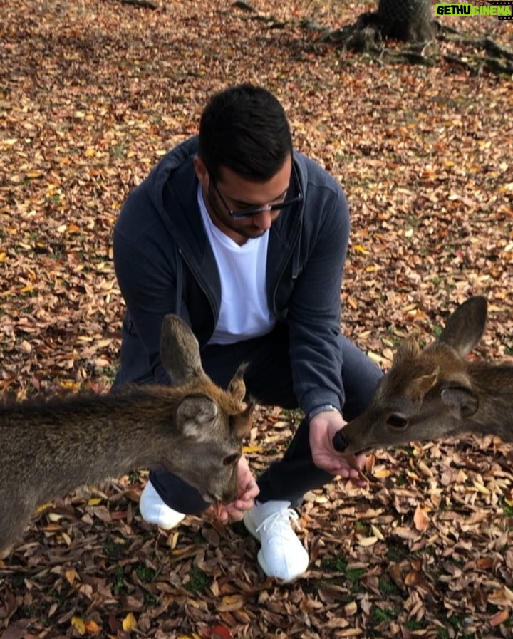 Loïc Fiorelli Instagram - Se balader dans la ville de Nara 🇯🇵🦌 #japan #nara #日本 #幸せ #travel 奈良公園 -Nara Park