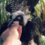 Loïc Fiorelli Instagram - ❤️🌴🐒 #brazil #lencoismaranhenses #barreirinhas #sun #holidays #happyness #animal #monkey #ouistiti #weflyjoon Lençóis Maranhenses