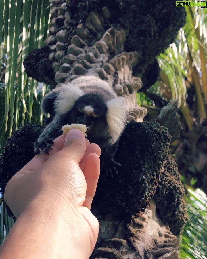 Loïc Fiorelli Instagram - ❤️🌴🐒 #brazil #lencoismaranhenses #barreirinhas #sun #holidays #happyness #animal #monkey #ouistiti #weflyjoon Lençóis Maranhenses