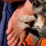 Lola Blanc Instagram - My best friend @rambosgettingold finally got too old. The dreaded day finally came, and Rambo crossed the Rambo bridge on Tuesday. My Ram, my ham, my tiny man, was nearly 16; he was in pain and it was time. The silliest boy got me through my 20s, four breakups, and a pandemic, and I’ll always be grateful to him for that. I’m gonna miss his morning wiggles, my favorite part of the day. I’ll cherish stumbling on him buried in piles of clothes in my messy closet every day, feeling him climb up behind me to be my neck pillow while I worked, and how annoyed he’d get when I’d force him to snuggle. (I got one last annoying snuggle in, pictured here.) And I’ll never understand how a dog could be prideful about letting us help him on the bed, but that was Ram. Spry until the end. @timothy_lee_ found this video he made when he was a puppy, in slide 2, and it’s perfectly Rambo. Highly recommend. He was a calming travel companion, a talented model, and an expert hair stylist, and even in his old age, even this week, people would comment on how young he seemed. He was the funniest, cutest guy and such an integral part of my life. The place feels a lot emptier without you, baby boy. Thanks for waiting until I could handle it. I’ll love you forever.