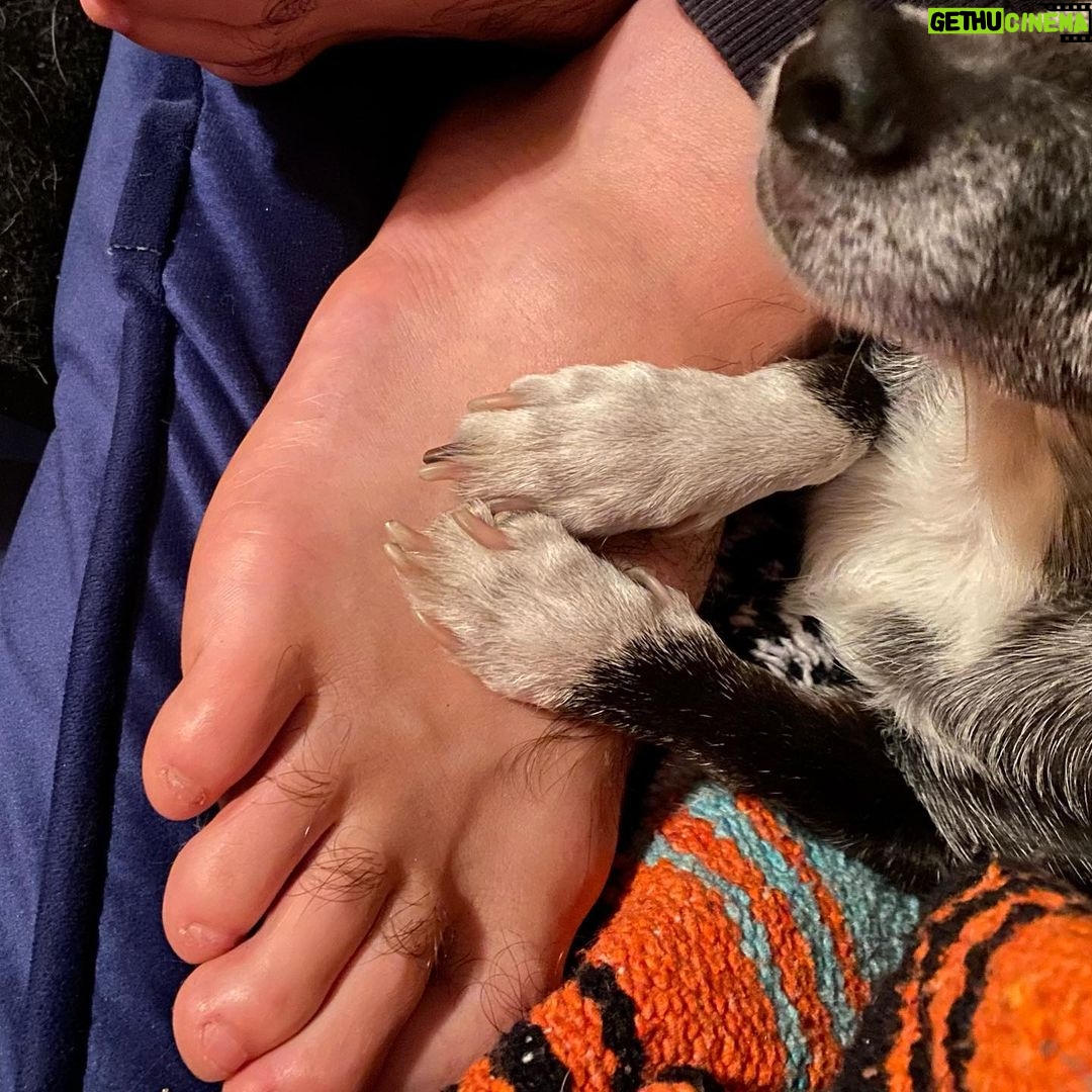 Lola Blanc Instagram - My best friend @rambosgettingold finally got too old. The dreaded day finally came, and Rambo crossed the Rambo bridge on Tuesday. My Ram, my ham, my tiny man, was nearly 16; he was in pain and it was time. The silliest boy got me through my 20s, four breakups, and a pandemic, and I’ll always be grateful to him for that. I’m gonna miss his morning wiggles, my favorite part of the day. I’ll cherish stumbling on him buried in piles of clothes in my messy closet every day, feeling him climb up behind me to be my neck pillow while I worked, and how annoyed he’d get when I’d force him to snuggle. (I got one last annoying snuggle in, pictured here.) And I’ll never understand how a dog could be prideful about letting us help him on the bed, but that was Ram. Spry until the end. @timothy_lee_ found this video he made when he was a puppy, in slide 2, and it’s perfectly Rambo. Highly recommend. He was a calming travel companion, a talented model, and an expert hair stylist, and even in his old age, even this week, people would comment on how young he seemed. He was the funniest, cutest guy and such an integral part of my life. The place feels a lot emptier without you, baby boy. Thanks for waiting until I could handle it. I’ll love you forever.