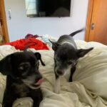 Lola Blanc Instagram - My best friend @rambosgettingold finally got too old. The dreaded day finally came, and Rambo crossed the Rambo bridge on Tuesday. My Ram, my ham, my tiny man, was nearly 16; he was in pain and it was time. The silliest boy got me through my 20s, four breakups, and a pandemic, and I’ll always be grateful to him for that. I’m gonna miss his morning wiggles, my favorite part of the day. I’ll cherish stumbling on him buried in piles of clothes in my messy closet every day, feeling him climb up behind me to be my neck pillow while I worked, and how annoyed he’d get when I’d force him to snuggle. (I got one last annoying snuggle in, pictured here.) And I’ll never understand how a dog could be prideful about letting us help him on the bed, but that was Ram. Spry until the end. @timothy_lee_ found this video he made when he was a puppy, in slide 2, and it’s perfectly Rambo. Highly recommend. He was a calming travel companion, a talented model, and an expert hair stylist, and even in his old age, even this week, people would comment on how young he seemed. He was the funniest, cutest guy and such an integral part of my life. The place feels a lot emptier without you, baby boy. Thanks for waiting until I could handle it. I’ll love you forever.