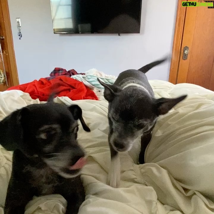 Lola Blanc Instagram - My best friend @rambosgettingold finally got too old. The dreaded day finally came, and Rambo crossed the Rambo bridge on Tuesday. My Ram, my ham, my tiny man, was nearly 16; he was in pain and it was time. The silliest boy got me through my 20s, four breakups, and a pandemic, and I’ll always be grateful to him for that. I’m gonna miss his morning wiggles, my favorite part of the day. I’ll cherish stumbling on him buried in piles of clothes in my messy closet every day, feeling him climb up behind me to be my neck pillow while I worked, and how annoyed he’d get when I’d force him to snuggle. (I got one last annoying snuggle in, pictured here.) And I’ll never understand how a dog could be prideful about letting us help him on the bed, but that was Ram. Spry until the end. @timothy_lee_ found this video he made when he was a puppy, in slide 2, and it’s perfectly Rambo. Highly recommend. He was a calming travel companion, a talented model, and an expert hair stylist, and even in his old age, even this week, people would comment on how young he seemed. He was the funniest, cutest guy and such an integral part of my life. The place feels a lot emptier without you, baby boy. Thanks for waiting until I could handle it. I’ll love you forever.