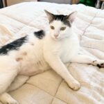 Lola Blanc Instagram - It’s my birthday! I’m using exclamation points so I sound fun! 35 was the year I learned a lot of things I didn’t particularly want to know. I have a sneaking suspicion that 36 will bring more of the same, as will many years to come prob because I guess this is growing up, but in the meantime please donate to @weareshatterproof so maybe fewer families have to go through anything like what mine has been experiencing as a result of addiction and a system that fails those that struggle with it. If you can’t afford to donate, maybe finally make that call to your reps that you’ve been putting off, expressing support for a stop to the senseless destruction of innocent life in Palestine (without being hateful, thanks!). These are the two things I want, though I will also accept cookies, cute shoes in size 8, or a forever home for this dear cat we’ve been fostering but can’t keep due to an impending new dog. The cat’s name is Jason Bourne and he enjoys sleeping next to you on the bed and waking you up by slamming his little head into your hands. I don’t know what I learned being 35 besides extremely specific information about brains and ICUs and broken political systems but I know I am grateful for science, and being fortunate enough to live somewhere with functioning hospitals (even though I am now obsessed with making access to them way, way better), and @jack_bedrosian and his patience, and my mama @dr.christinemarie and her unwavering status as best mom in the world, and being privileged enough to be able to make art for a living. Okay that’s all happy birthday to me, be nice to someone today, but especially me because it’s my birthday and I am the princess!