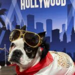 Lori Mae Hernandez Instagram - For the Oscars, my family dressed up!! I was from #everythingeverywhereallatonce !! Scout was Elvis!! I made my whole costume!!!! And I’m so glad my movie won!!!! What was your favorite movie this year? 🎞️🎥🎬✨#oscars2023 #oscars #kehuyquan #michelleyeoh #jamieleecurtis #stephaniehsu Everything Bagel