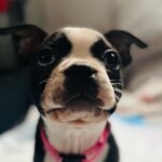 Lori Mae Hernandez Instagram - 🐾MEET WINNIE🐾 (or Winnifred Hernandez) her full name is a reference to the character played by Carol Burnett in the musical Once Upon a Mattress! (And Winne the Pooh) Scout now has a friend!! #newpuppy #puppy #puppylove #winnie #winniethepooh #winnifred #onceuponamattress #carolburnett #scout