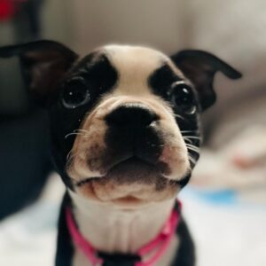 Lori Mae Hernandez Instagram - 🐾MEET WINNIE🐾 (or Winnifred Hernandez) her full name is a reference to the character played by Carol Burnett in the musical Once Upon a Mattress! (And Winne the Pooh) Scout now has a friend!! #newpuppy #puppy #puppylove #winnie #winniethepooh #winnifred #onceuponamattress #carolburnett #scout