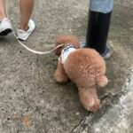 Lucas Hauchard Instagram - dogs & friends
