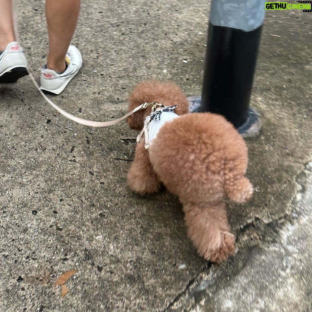 Lucas Hauchard Instagram - dogs & friends