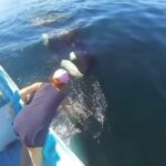 Luciano Huck Instagram – Um grupo de Orcas pedindo ajuda. Uma sequencia impressionante. Os animais seguem nos surpreendendo. E incrível a tripulação ter entendido a movimentação incomum das baleias. 👏🏻🙏🏻