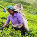 Luciano Huck Instagram – Dou enorme valor a cada minuto das nossas férias. Como é bom poder estar com quem mais amamos, construindo memórias, vivendo experiências, vivenciando novas culturas, descobrindo lugares, aprendendo e dando boas risadas.  Desta vez fomos longe…o SriLanka è ilha no sul da Asia. Pais com cerca de 22 milhões de habitantes, majoritariamente budista, com uma cultura riquíssima e uma história secular. Vale a visita. Sri Lanka