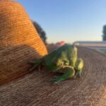 Lucy Fry Instagram - Surprise 🐸