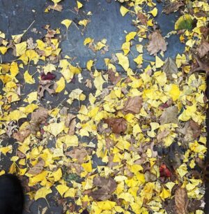 Lucy Fry Instagram - Little fall things... a new painting... ginkgo leaf patterns on the sidewalk... cosy weighted blankets drinking hot chocolate made by a friend in a mug made by a friend... messages from manhattan streets 🌱