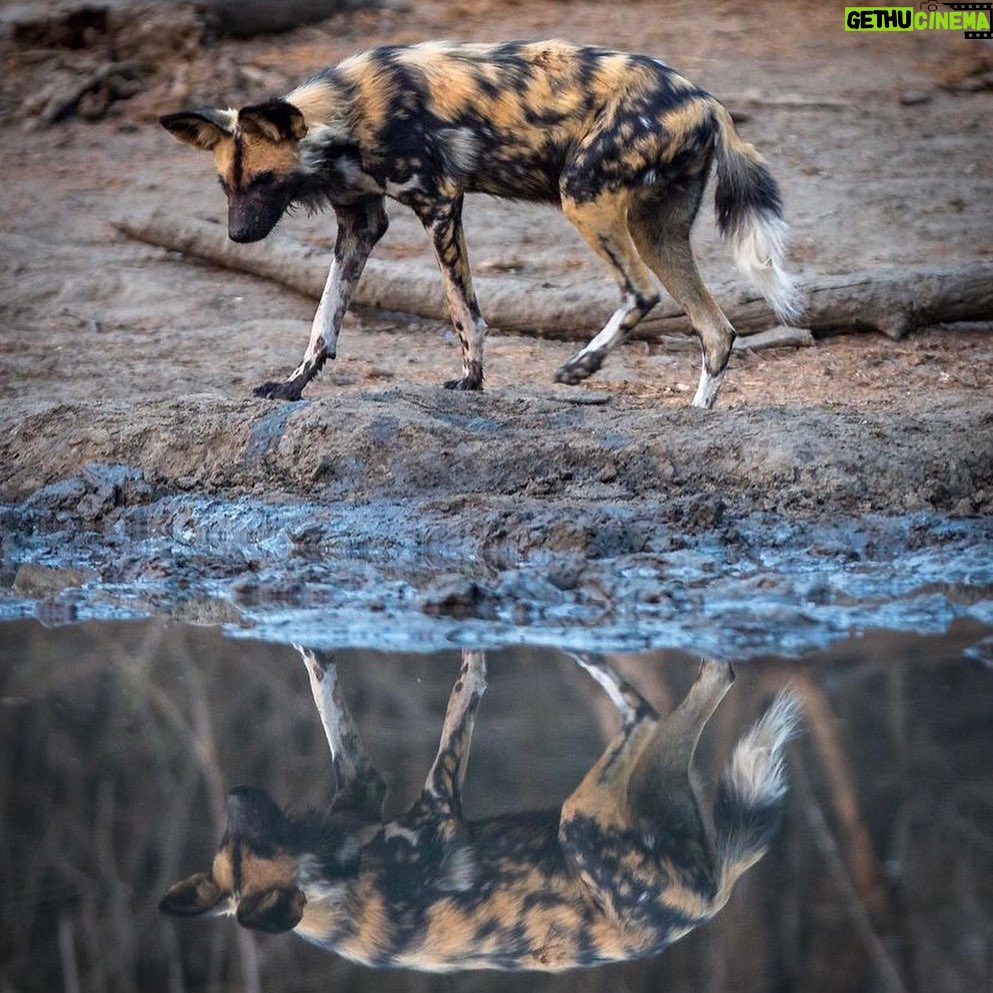 Lucy Fry Instagram - It’s remembering wildlife day. Buying this beautiful photography book from @rememberingwildlife protects these doggos from further habitat loss. My buddy Chio would last a whole 20 mins in the wild... so let’s protect the home of these ballers keeping real out there!