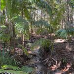 Lucy Fry Instagram - 🌱Regeneration 🌱 I loved walking through this beautiful forest that Martin Brook of @bigscrublandcare restored from bare grassland. The second photo is of native ginger, endemic to the critically endangered lowland subtropical rainforest. The restoration work over the last 30 years has created an ecosystem that supports fungi, insects, birds, animals and humans! Even a platypus has returned to the creek. Martin said ‘Build it and they’ll come!’ Seeing humans restoring the earth her her natural ways brings me so much hope. Thank you @bigscrublandcare