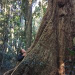 Lucy Fry Instagram - Back in the Big Scrub 💚 A walk through Booyong Nature Reserve with the incredibly skilled rainforest regenerator Darren Bailey brought the quiet connections of this ancient forest into focus. Scents of Sassafras, Red Cedar and Pepperberry surrounded as we gazed up at this Giant Water Gum... which could be around a thousand years old! Booyong trees, small leaved figs, arrowhead vines, rainforest myrtles and hundreds of other plant species support the rainforest dependent birds and insects in the area. We heard whip birds and Wompoo doves, saw fairy wrens, emerald doves and even a sea eagle who’s made a a nest in the canopy above. Less than 1% of this rich biodiverse subtropical rainforest remains... and I am so grateful that @bigscrublandcare is working tirelessly to protect it. 🌱 Bundjalung Country