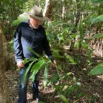 Lucy Fry Instagram - 🌱Regeneration 🌱 I loved walking through this beautiful forest that Martin Brook of @bigscrublandcare restored from bare grassland. The second photo is of native ginger, endemic to the critically endangered lowland subtropical rainforest. The restoration work over the last 30 years has created an ecosystem that supports fungi, insects, birds, animals and humans! Even a platypus has returned to the creek. Martin said ‘Build it and they’ll come!’ Seeing humans restoring the earth her her natural ways brings me so much hope. Thank you @bigscrublandcare