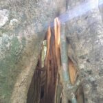 Lucy Fry Instagram - Back in the Big Scrub 💚 A walk through Booyong Nature Reserve with the incredibly skilled rainforest regenerator Darren Bailey brought the quiet connections of this ancient forest into focus. Scents of Sassafras, Red Cedar and Pepperberry surrounded as we gazed up at this Giant Water Gum... which could be around a thousand years old! Booyong trees, small leaved figs, arrowhead vines, rainforest myrtles and hundreds of other plant species support the rainforest dependent birds and insects in the area. We heard whip birds and Wompoo doves, saw fairy wrens, emerald doves and even a sea eagle who’s made a a nest in the canopy above. Less than 1% of this rich biodiverse subtropical rainforest remains... and I am so grateful that @bigscrublandcare is working tirelessly to protect it. 🌱 Bundjalung Country