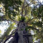 Lucy Fry Instagram - Back in the Big Scrub 💚 A walk through Booyong Nature Reserve with the incredibly skilled rainforest regenerator Darren Bailey brought the quiet connections of this ancient forest into focus. Scents of Sassafras, Red Cedar and Pepperberry surrounded as we gazed up at this Giant Water Gum... which could be around a thousand years old! Booyong trees, small leaved figs, arrowhead vines, rainforest myrtles and hundreds of other plant species support the rainforest dependent birds and insects in the area. We heard whip birds and Wompoo doves, saw fairy wrens, emerald doves and even a sea eagle who’s made a a nest in the canopy above. Less than 1% of this rich biodiverse subtropical rainforest remains... and I am so grateful that @bigscrublandcare is working tirelessly to protect it. 🌱 Bundjalung Country