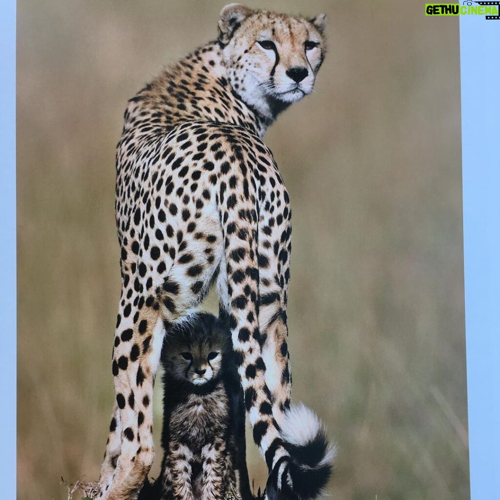 Lucy Fry Instagram - This beautiful book shares glimpses of cheetahs in their most private moments. Raising funds to protect wild cheetahs, the images break the barriers between human and animal empathy, showing family connection, and the drive for survival. More information about the book and the conservation projects linked with it are here - @rememberingwildlife