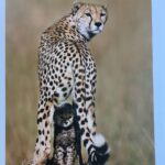 Lucy Fry Instagram – This beautiful book shares glimpses of cheetahs in their most private moments. Raising funds to protect wild cheetahs, the images break the barriers between human and animal empathy, showing family connection, and the drive for survival. More information about the book and the conservation projects linked with it are here – @rememberingwildlife
