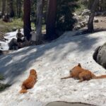 Lucy Fry Instagram - When your best mate watches your back 🐶 And other mountain treats 🏔️