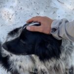 Lucy Fry Instagram - When your best mate watches your back 🐶 And other mountain treats 🏔️