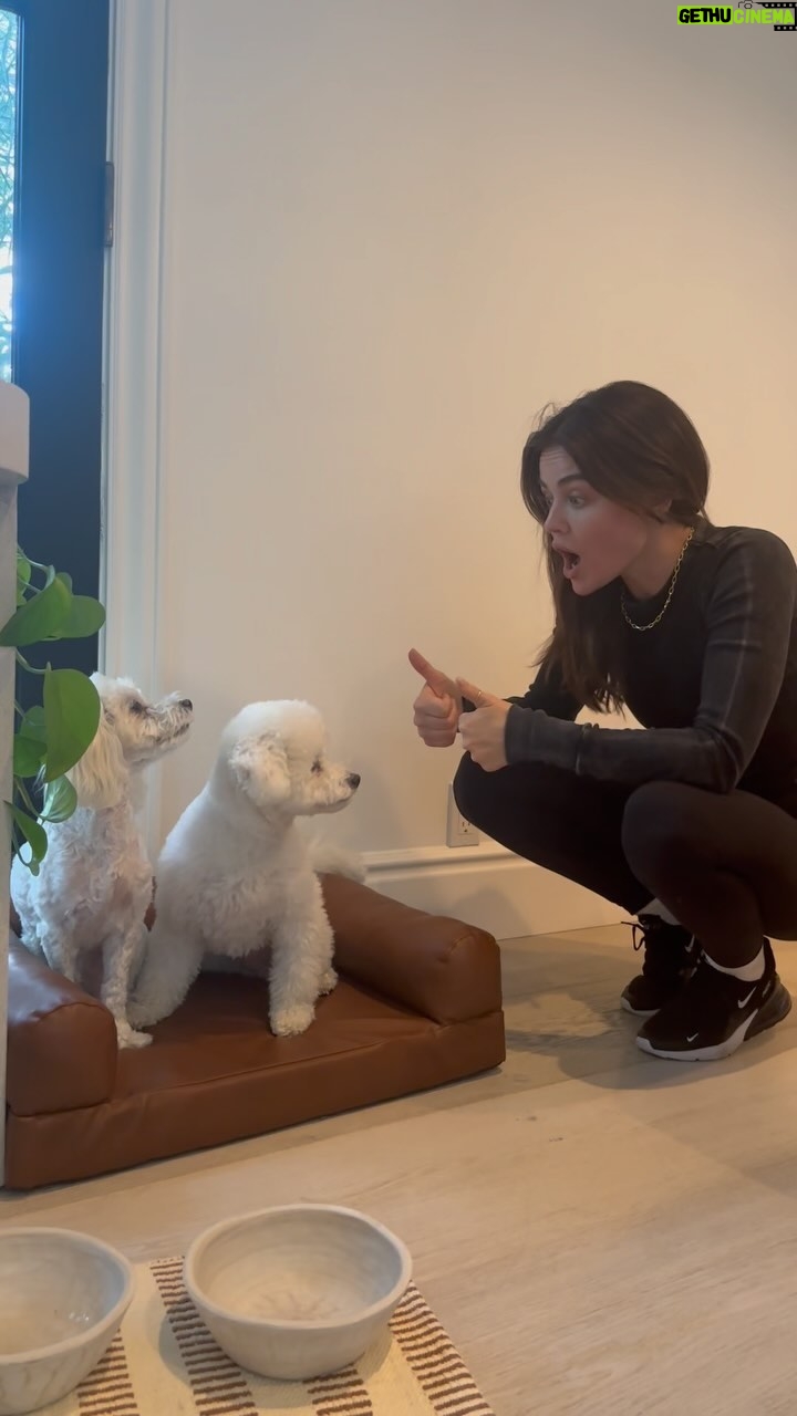 Lucy Hale - 18.9K Likes - #petsmartpartner I sensed they were up to something when I was out of the house…My little duo is loving their new things from the Nate + Jeremiah Collection for @PetSmart!
If you’re looking to elevate your fur angel’s home decor, head on over to PetSmart 🐾