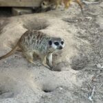 Lukáš Pavlásek Instagram – Ještě pár fotek ze ZOO a safari ve Dvoře Králové.

#safari #zoo #foto #safaripargdvurkralove Safari a ZOO Dvůr Králové