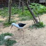 Lukáš Pavlásek Instagram – Ještě pár fotek ze ZOO a safari ve Dvoře Králové.

#safari #zoo #foto #safaripargdvurkralove Safari a ZOO Dvůr Králové