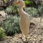 Lukáš Pavlásek Instagram – V září jsme strávili tři dny v Safari parku ve Dvoře králové, kde mají ubytování přímo v ZOO. Má to několik výhod – můžete se po ZOO procházet i v noci, vidíte Lemury jak se před otvíračkou na lávce chystají na příchod návštěvníku, dozvíte se od chovatelů proč ta perlička supí furt běhá po kleci a chce do někoho klovat, prohlédnete si zákulisí a nakonec se tak moc stanete součástí ZOO, že vás můžou ukazovat návštěvníkům jako unikátní živočišný druh Homulus Pavláskus.

#safari #zoo #pobyt #safariparkdvurkralove #homuluspavlaskus Safari a ZOO Dvůr Králové