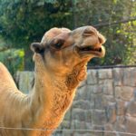 Lukáš Pavlásek Instagram – V září jsme strávili tři dny v Safari parku ve Dvoře králové, kde mají ubytování přímo v ZOO. Má to několik výhod – můžete se po ZOO procházet i v noci, vidíte Lemury jak se před otvíračkou na lávce chystají na příchod návštěvníku, dozvíte se od chovatelů proč ta perlička supí furt běhá po kleci a chce do někoho klovat, prohlédnete si zákulisí a nakonec se tak moc stanete součástí ZOO, že vás můžou ukazovat návštěvníkům jako unikátní živočišný druh Homulus Pavláskus.

#safari #zoo #pobyt #safariparkdvurkralove #homuluspavlaskus Safari a ZOO Dvůr Králové