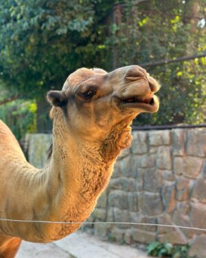 Lukáš Pavlásek Instagram - V září jsme strávili tři dny v Safari parku ve Dvoře králové, kde mají ubytování přímo v ZOO. Má to několik výhod - můžete se po ZOO procházet i v noci, vidíte Lemury jak se před otvíračkou na lávce chystají na příchod návštěvníku, dozvíte se od chovatelů proč ta perlička supí furt běhá po kleci a chce do někoho klovat, prohlédnete si zákulisí a nakonec se tak moc stanete součástí ZOO, že vás můžou ukazovat návštěvníkům jako unikátní živočišný druh Homulus Pavláskus.

#safari #zoo #pobyt #safariparkdvurkralove #homuluspavlaskus