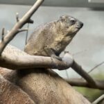 Lukáš Pavlásek Instagram – V září jsme strávili tři dny v Safari parku ve Dvoře králové, kde mají ubytování přímo v ZOO. Má to několik výhod – můžete se po ZOO procházet i v noci, vidíte Lemury jak se před otvíračkou na lávce chystají na příchod návštěvníku, dozvíte se od chovatelů proč ta perlička supí furt běhá po kleci a chce do někoho klovat, prohlédnete si zákulisí a nakonec se tak moc stanete součástí ZOO, že vás můžou ukazovat návštěvníkům jako unikátní živočišný druh Homulus Pavláskus.

#safari #zoo #pobyt #safariparkdvurkralove #homuluspavlaskus Safari a ZOO Dvůr Králové