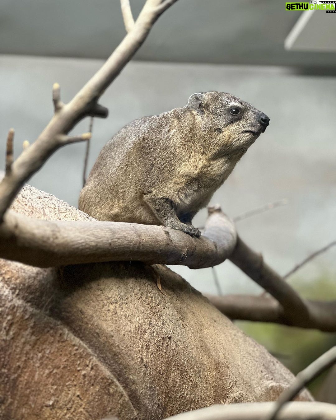 Lukáš Pavlásek - 515 Likes - V září jsme strávili tři dny v Safari parku ve Dvoře králové, kde mají ubytování přímo v ZOO. Má to několik výhod - můžete se po ZOO procházet i v noci, vidíte Lemury jak se před otvíračkou na lávce chystají na příchod návštěvníku, dozvíte se od chovatelů proč ta perlička supí furt běhá po kleci a chce do někoho klovat, prohlédnete si zákulisí a nakonec se tak moc stanete součástí ZOO, že vás můžou ukazovat návštěvníkům jako unikátní živočišný druh Homulus Pavláskus.
#safari #zoo #pobyt #safariparkdvurkralove #homuluspavlaskus
