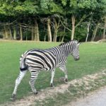 Lukáš Pavlásek Instagram – V září jsme strávili tři dny v Safari parku ve Dvoře králové, kde mají ubytování přímo v ZOO. Má to několik výhod – můžete se po ZOO procházet i v noci, vidíte Lemury jak se před otvíračkou na lávce chystají na příchod návštěvníku, dozvíte se od chovatelů proč ta perlička supí furt běhá po kleci a chce do někoho klovat, prohlédnete si zákulisí a nakonec se tak moc stanete součástí ZOO, že vás můžou ukazovat návštěvníkům jako unikátní živočišný druh Homulus Pavláskus.

#safari #zoo #pobyt #safariparkdvurkralove #homuluspavlaskus Safari a ZOO Dvůr Králové