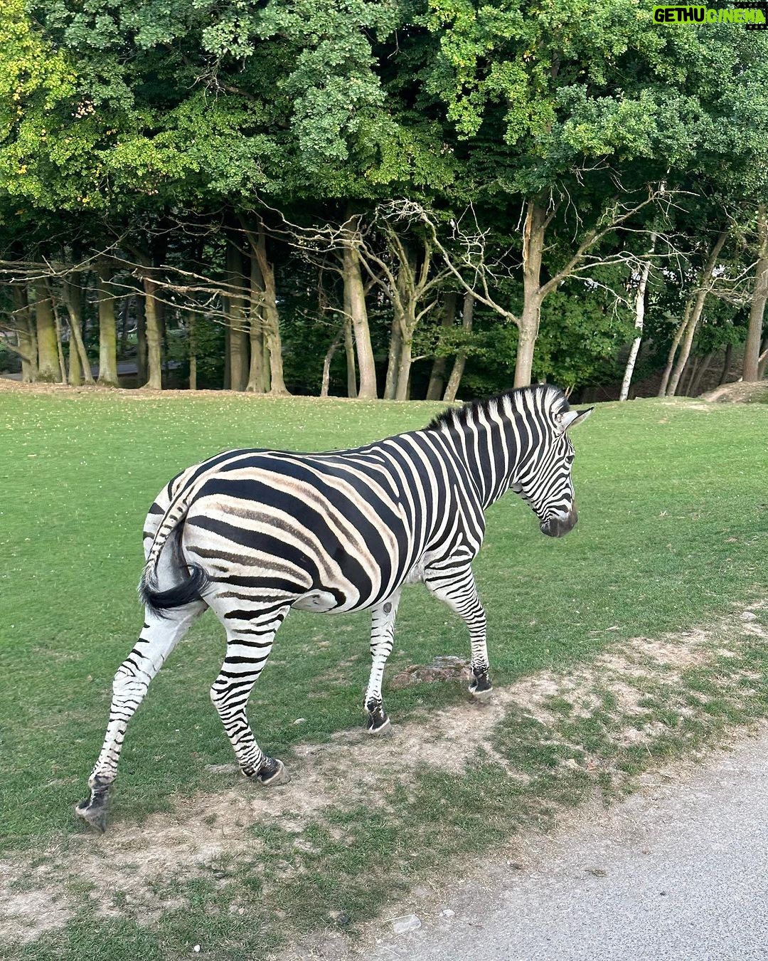 Lukáš Pavlásek - 515 Likes - V září jsme strávili tři dny v Safari parku ve Dvoře králové, kde mají ubytování přímo v ZOO. Má to několik výhod - můžete se po ZOO procházet i v noci, vidíte Lemury jak se před otvíračkou na lávce chystají na příchod návštěvníku, dozvíte se od chovatelů proč ta perlička supí furt běhá po kleci a chce do někoho klovat, prohlédnete si zákulisí a nakonec se tak moc stanete součástí ZOO, že vás můžou ukazovat návštěvníkům jako unikátní živočišný druh Homulus Pavláskus.
#safari #zoo #pobyt #safariparkdvurkralove #homuluspavlaskus