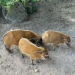 Lukáš Pavlásek Instagram – V září jsme strávili tři dny v Safari parku ve Dvoře králové, kde mají ubytování přímo v ZOO. Má to několik výhod – můžete se po ZOO procházet i v noci, vidíte Lemury jak se před otvíračkou na lávce chystají na příchod návštěvníku, dozvíte se od chovatelů proč ta perlička supí furt běhá po kleci a chce do někoho klovat, prohlédnete si zákulisí a nakonec se tak moc stanete součástí ZOO, že vás můžou ukazovat návštěvníkům jako unikátní živočišný druh Homulus Pavláskus.

#safari #zoo #pobyt #safariparkdvurkralove #homuluspavlaskus Safari a ZOO Dvůr Králové