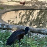 Lukáš Pavlásek Instagram – V září jsme strávili tři dny v Safari parku ve Dvoře králové, kde mají ubytování přímo v ZOO. Má to několik výhod – můžete se po ZOO procházet i v noci, vidíte Lemury jak se před otvíračkou na lávce chystají na příchod návštěvníku, dozvíte se od chovatelů proč ta perlička supí furt běhá po kleci a chce do někoho klovat, prohlédnete si zákulisí a nakonec se tak moc stanete součástí ZOO, že vás můžou ukazovat návštěvníkům jako unikátní živočišný druh Homulus Pavláskus.

#safari #zoo #pobyt #safariparkdvurkralove #homuluspavlaskus Safari a ZOO Dvůr Králové