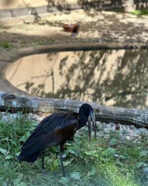 Lukáš Pavlásek Instagram - V září jsme strávili tři dny v Safari parku ve Dvoře králové, kde mají ubytování přímo v ZOO. Má to několik výhod - můžete se po ZOO procházet i v noci, vidíte Lemury jak se před otvíračkou na lávce chystají na příchod návštěvníku, dozvíte se od chovatelů proč ta perlička supí furt běhá po kleci a chce do někoho klovat, prohlédnete si zákulisí a nakonec se tak moc stanete součástí ZOO, že vás můžou ukazovat návštěvníkům jako unikátní živočišný druh Homulus Pavláskus.

#safari #zoo #pobyt #safariparkdvurkralove #homuluspavlaskus