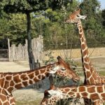 Lukáš Pavlásek Instagram - V září jsme strávili tři dny v Safari parku ve Dvoře králové, kde mají ubytování přímo v ZOO. Má to několik výhod - můžete se po ZOO procházet i v noci, vidíte Lemury jak se před otvíračkou na lávce chystají na příchod návštěvníku, dozvíte se od chovatelů proč ta perlička supí furt běhá po kleci a chce do někoho klovat, prohlédnete si zákulisí a nakonec se tak moc stanete součástí ZOO, že vás můžou ukazovat návštěvníkům jako unikátní živočišný druh Homulus Pavláskus. #safari #zoo #pobyt #safariparkdvurkralove #homuluspavlaskus Safari a ZOO Dvůr Králové
